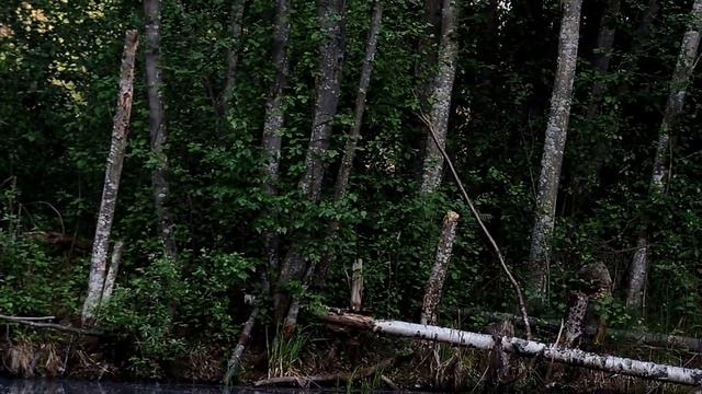 Боровичи и его окрестности