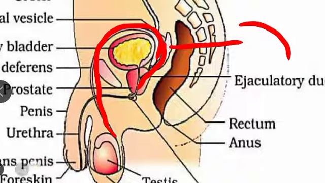 Human reproduction part 3