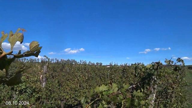 Заехали на винодельню под Анапой. Октябрь 2024 смотреть онлайн