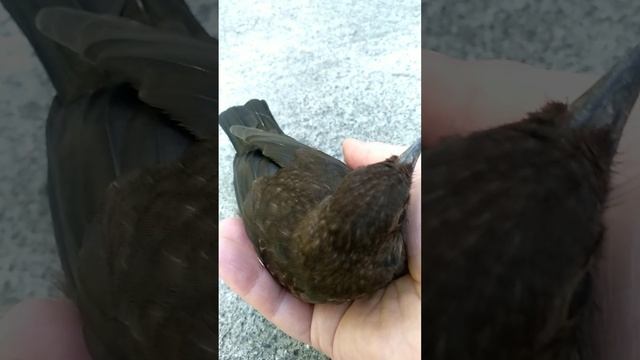 Уютный отдых чёрного дрозда🐦и🐈не боится