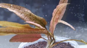 САМАЯ КРАСИВАЯ КРИПТОКОРИНА. СЕКРЕТЫ СОДЕРЖАНИЯ #АКВАМЕН #СВОИМИ_РУКАМИ