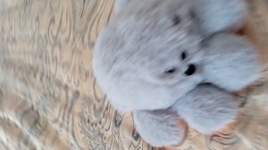 1000000731.mp4