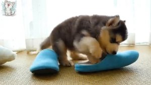Котейка ТВ
Собаки и их звуки для детей.