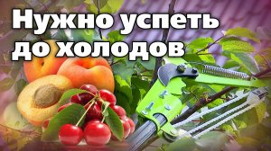 Осенняя обрезка деревьев. Что обрезать, чтобы весной было проще