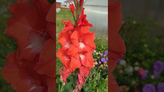 Летняя красота