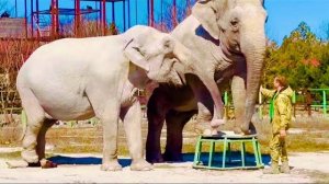 БРАВУШКИ! Магда и Джени устроили для Олега Зубкова и нас НАСТОЯЩЕЕ ШОУ!