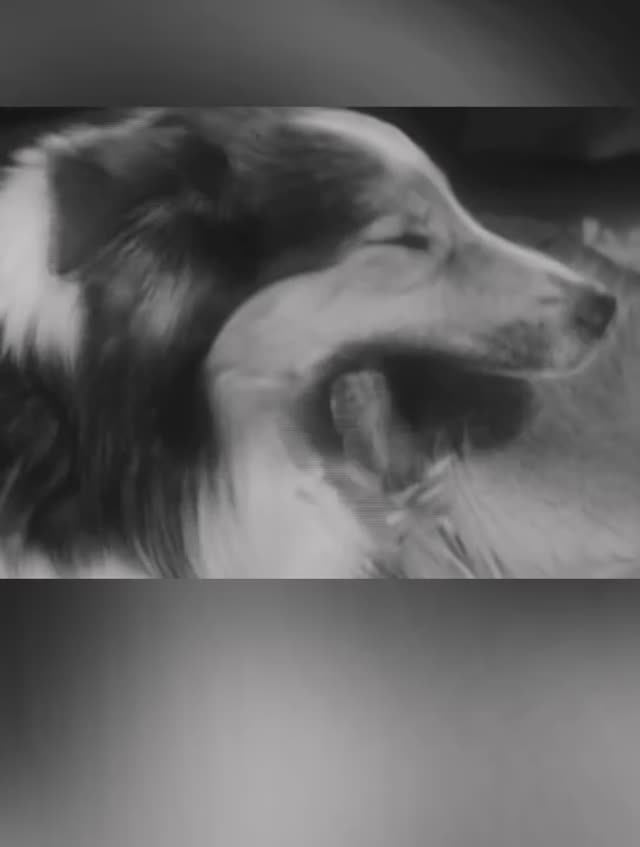 Glenn Gould home practicing Bach Partita 2 at Uptergrove, 1959 смотреть онлайн