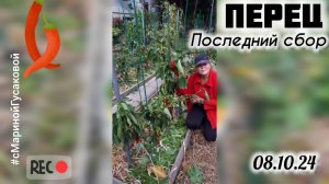 ПЕРЕЦ БОЛГАРСКИЙ ОГ последний сбор 🌶 УРОЖАЙ 🌶 с Мариной Гусаковой