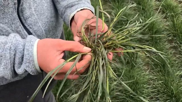 OSU Nicole Anderson PGR on Perennial Ryegrass смотреть онлайн