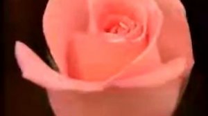 Barish Mancho-Gul Pembe