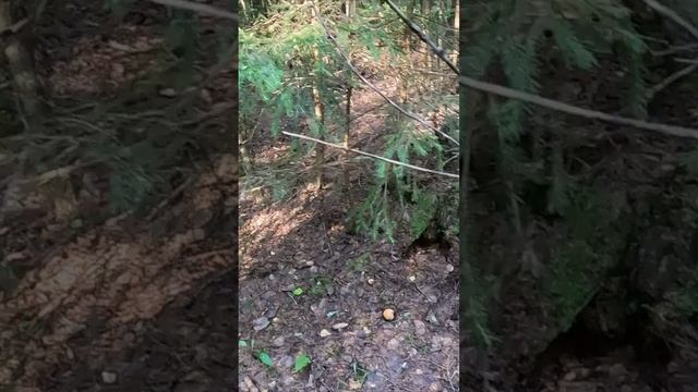 УМОПОМРАЧИТЕЛЬНАЯ НАХОДКА ИЗ НЕСКОЛЬКИХ БЛАГОРОДНЫХ ГРИБОВ. ЭТО НАДО ВИДЕТЬ!