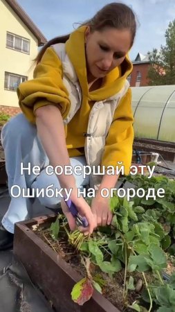 Пожалуйста,  не делайте этого с клубникой осенью
