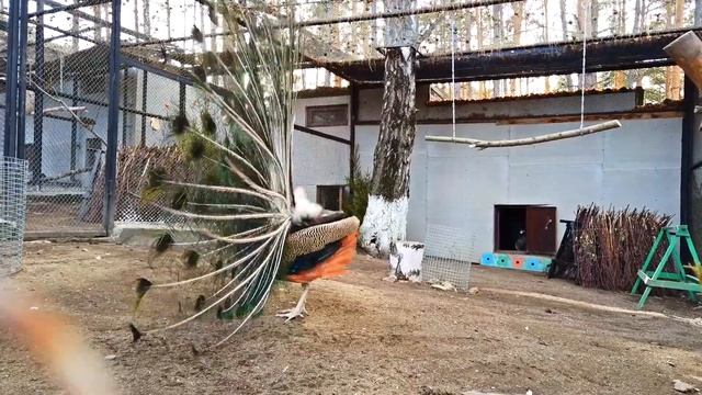 Танец павлина смотреть онлайн