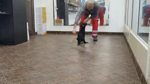 Продам щенка немецкой овчарки тел. 89031252001