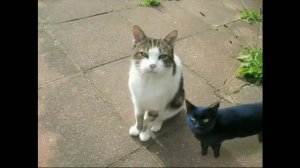 meow mix