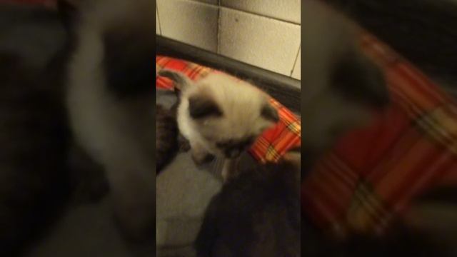 котята вислоухие, пушистые
