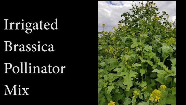 Results and Recommendations from a Cover Crop Variety Trial in Kern County, California смотреть онлайн