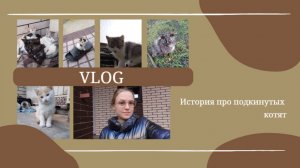 VLOG История про подкинутых котят 😮