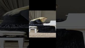 Валентина Лисица ❤ Ференц Лист «Пляска смерти»