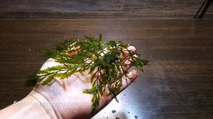 ТОП РАСТЕНИЙ С МИНИМАЛЬНЫМ УХОДОМ #АКВАМЕН