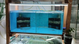 Маленькая аквариумная разводня рыбок и креветок в квартире.