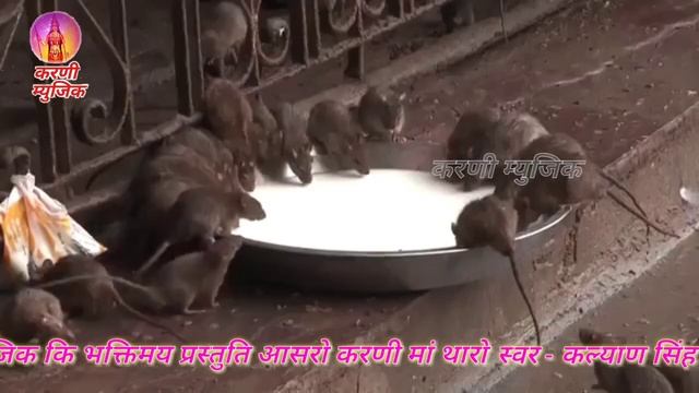 Karni mata Bhajan l आसरो करणी मां थारो I Aashro karni ma tharo l kalyan Singh palawat l Karni musi смотреть онлайн