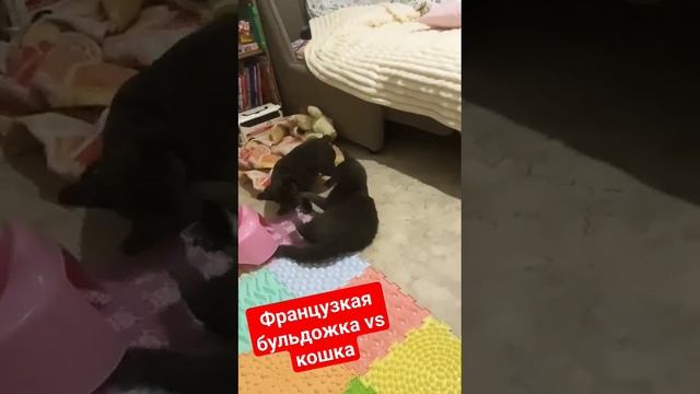 ФРАНЦУЗСКАЯ БУЛЬДОЖКА VS КОШКА #funny #fun #cat #dog