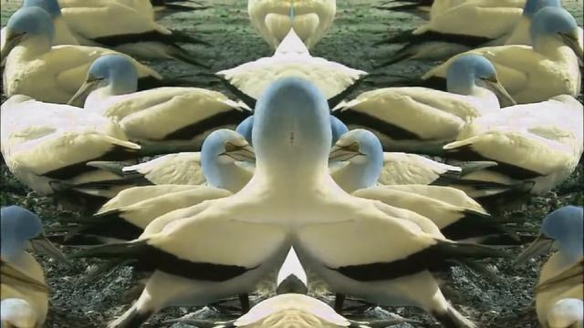 Wildlife Windows 7 Sample Video In Low Voice смотреть онлайн