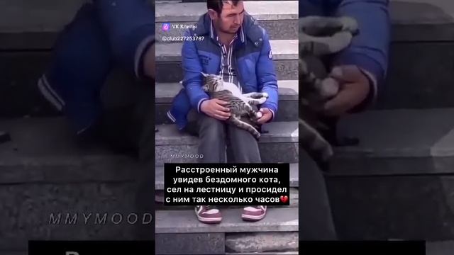 без кота и жизнь не та!