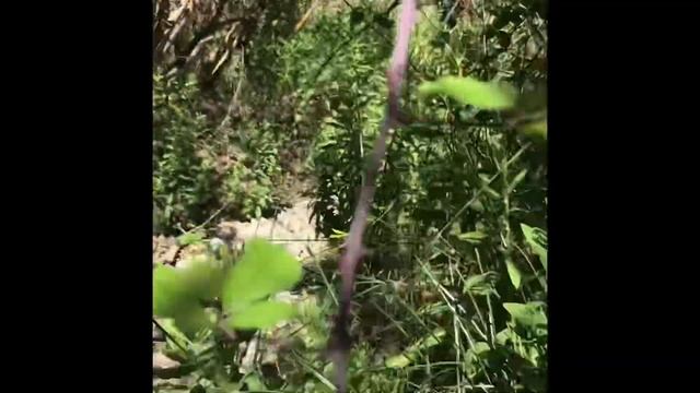 2nd pinsedag 2020, Laursen, Longhi og Martin смотреть онлайн