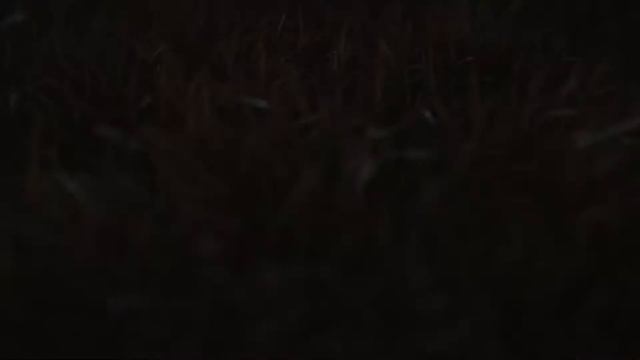 Se liga na dica do Craque Manoel Tobias смотреть онлайн