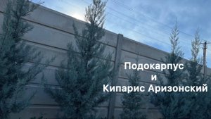 Кипарис Аризонский и Подокарпус, Октябрь 2024