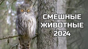 Смешные животные 2024 - попробуй не засмеяться! (№85) котики, котята