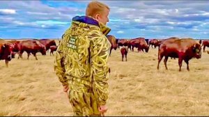 Это ПОТРЯСАЮЩЕ! В метре от нас СОТНЯ БИЗОНОВ, нам не хочется уходить!