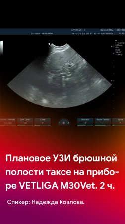 Плановое УЗИ брюшной полости таксе на VETLIGA M30Vet. 2 часть - оценка кишечника и селезенки