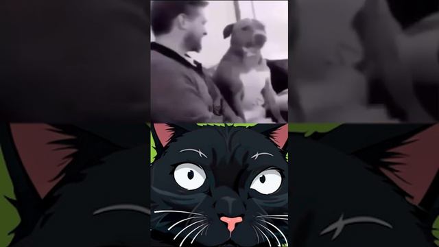 Люблю смотреть смешные ролики в соц сетях и даже снимать свою реакцию на них😸