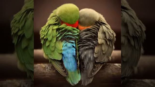 Yusuf erdoğan - seni seviyorum biliyormusun смотреть онлайн