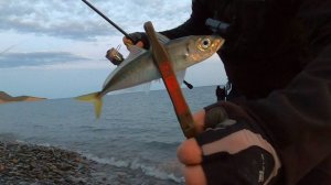 Вечерняя прогулка, кошек покормить