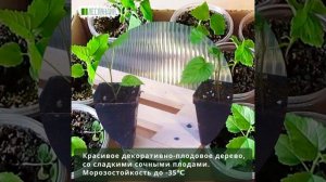 Шелковица розовая Карамельная, Семена