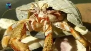 Рак-отшельник