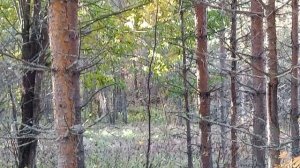 Встреча с медведями