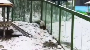 Видео от МЕМЫ