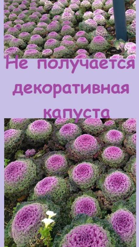 Можно ли вырастить красивую и аккуратную декоративную капусту для клумбы, или это недостижимо?