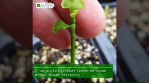 Гинкго Билоба Риланерия, Семена