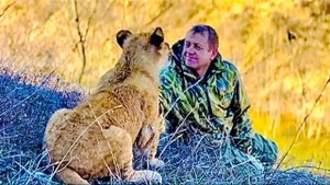 УДИВИТЕЛЬНАЯ ЛЮБОВЬ спасенного маленького львенка Симбы к Олегу Зубкову, такая привязанность!