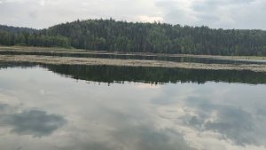 р.Кутамыш затопленный лес