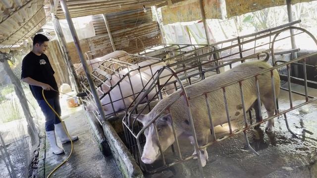 Farm to Market: Take a peek into our daily life here at our Hog Farm with Kono Salinas смотреть онлайн