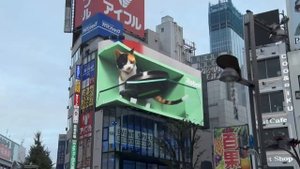 Кошка и робот-пылесос