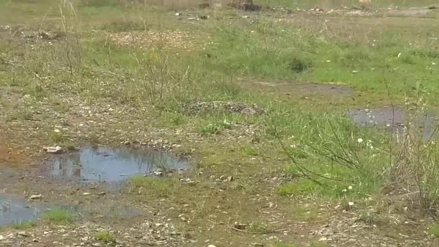 Добрыня,Вальдо и Майк смотреть онлайн