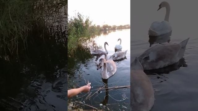 Рутуб лебеде. Рутуб лебеде